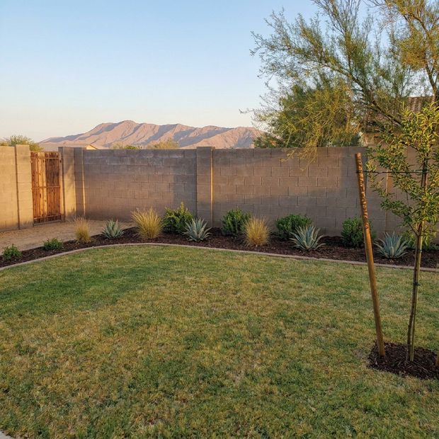 The same yard with a healthy edged lawn, a designed planting bed and a new tree.