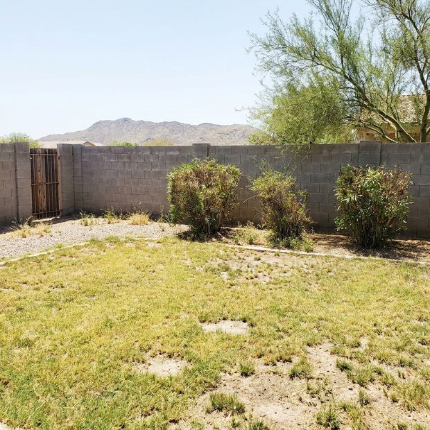A patchy lawn with three overgrown shrubs along a block wall.